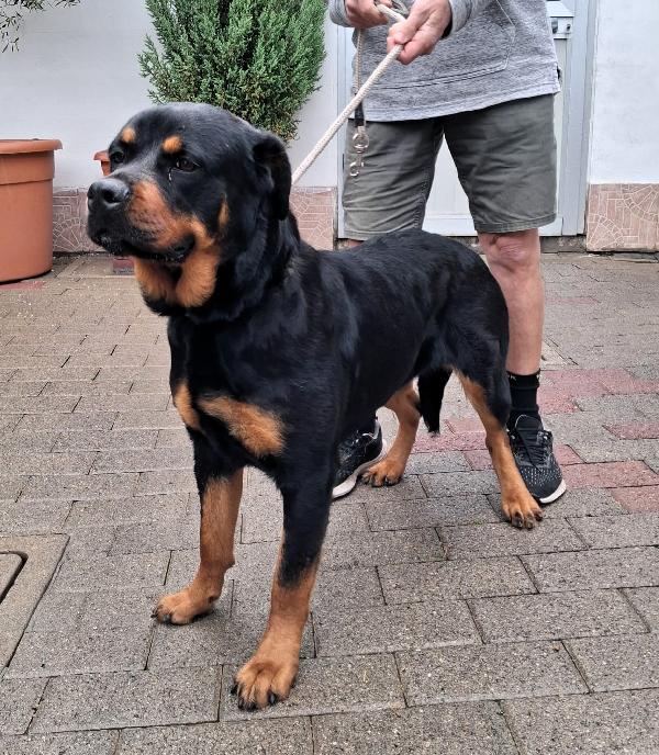 LUNA BELLISSIMA ROTTY Foto 3